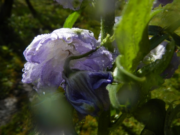 renata hazáková delphinium NO2