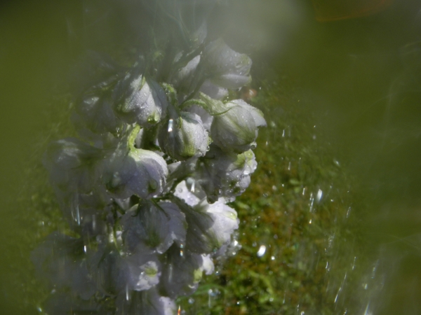 renata hazáková delphinium NO4