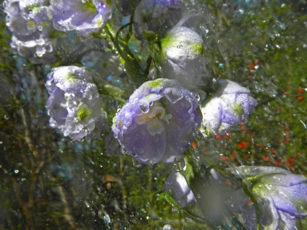 renata hazáková delphinium NO1
