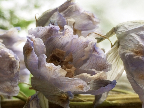 renata hazáková delphinium NO3